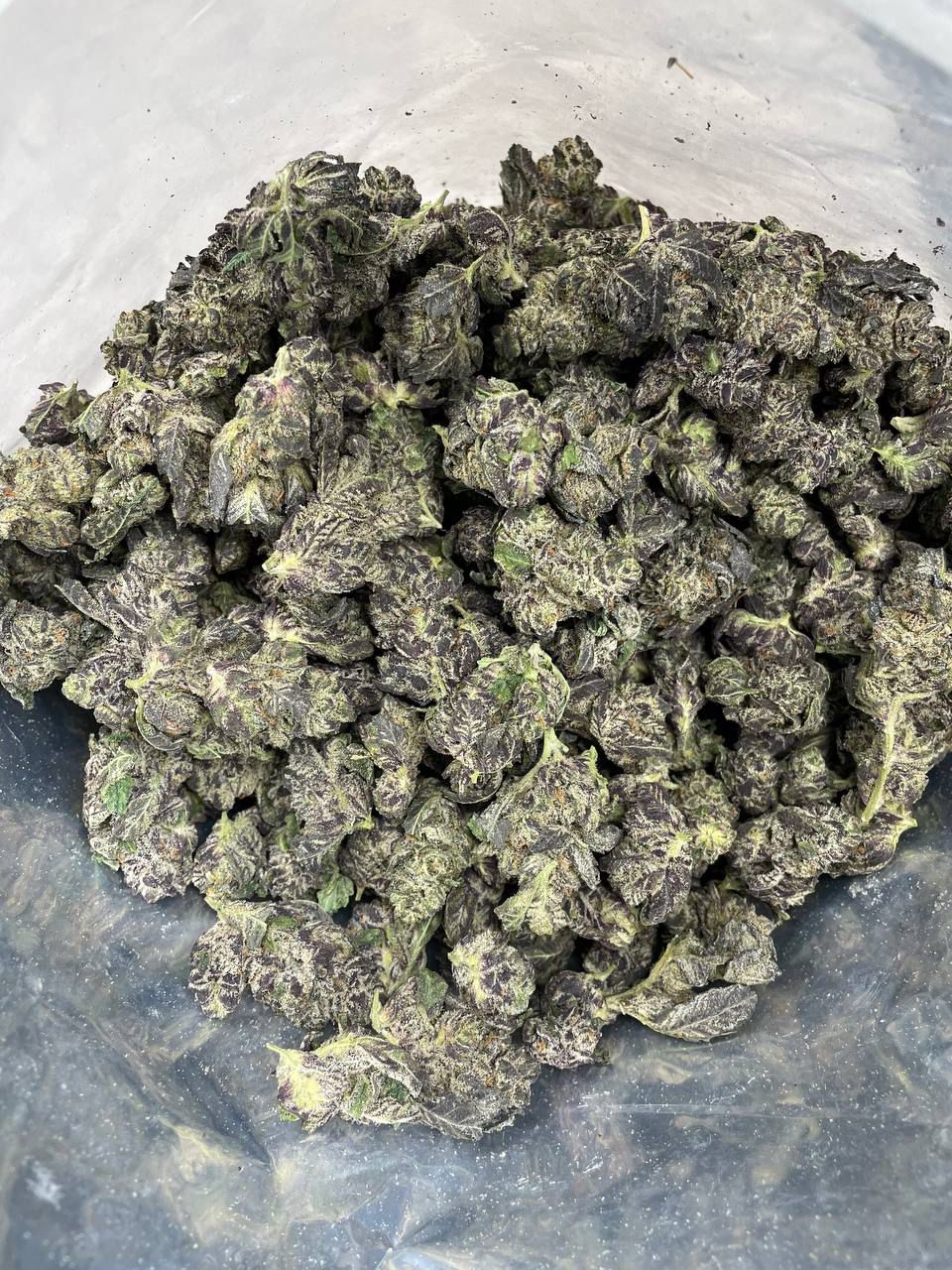 Buy white truffle weed online