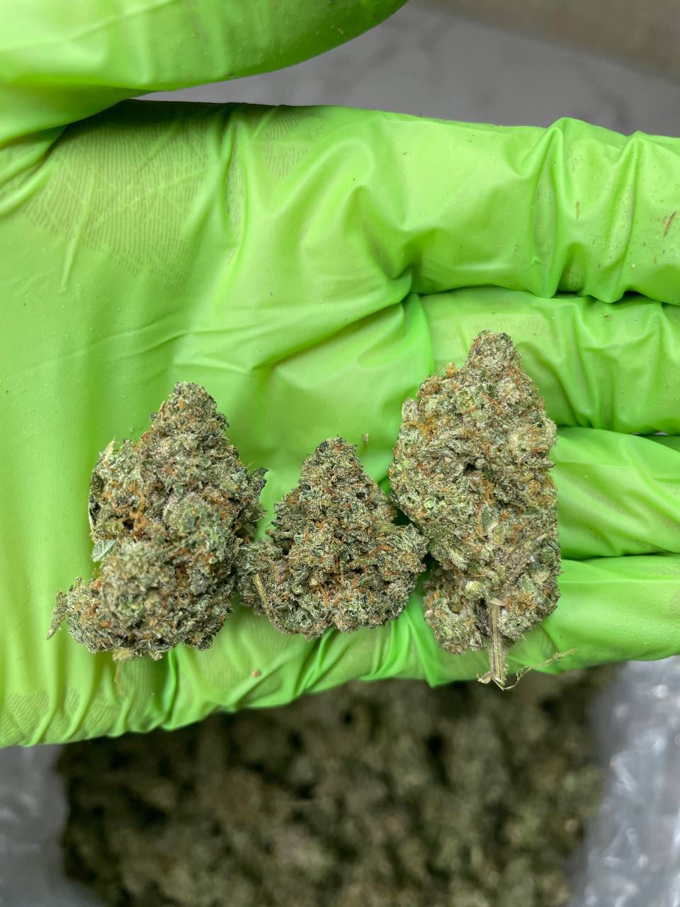 Buy Gorilla Glue Strain Online